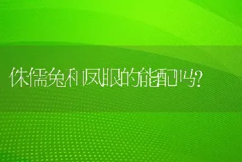 侏儒兔和凤眼的能配吗？