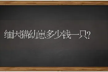 缅因猫幼崽多少钱一只？