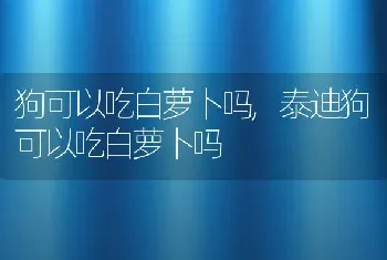 狗可以吃白萝卜吗，泰迪狗可以吃白萝卜吗