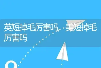 英短掉毛厉害吗，美短掉毛厉害吗