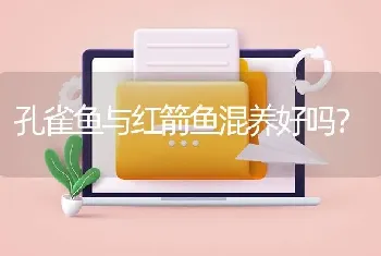 孔雀鱼与红箭鱼混养好吗？