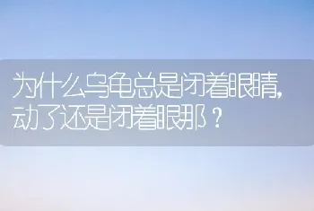 狗狗吃了骨头便血该怎么办？