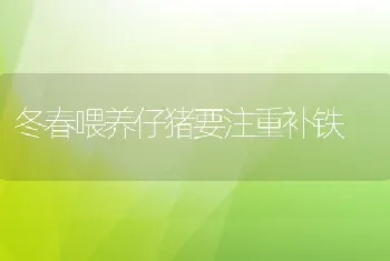 冬春喂养仔猪要注重补铁