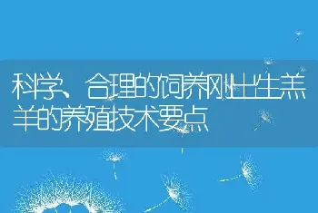 科学、合理的饲养刚出生羔羊的养殖技术要点