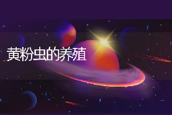 黄粉虫的养殖