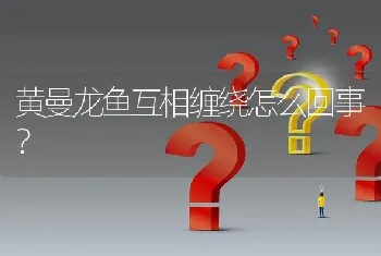 黄曼龙鱼互相缠绕怎么回事？