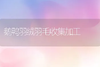 鹅鸭羽绒羽毛收集加工