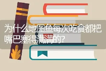 为什么地图鱼每次吃食都把嘴巴塞得满满的？