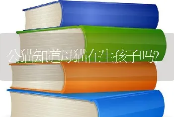 一岁后的柯基怎样训练？