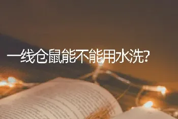 一线仓鼠能不能用水洗？