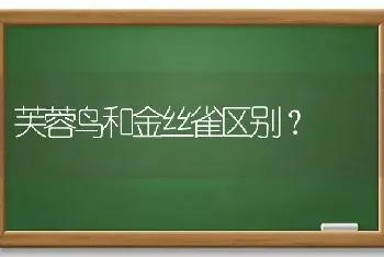 芙蓉鸟和金丝雀区别？