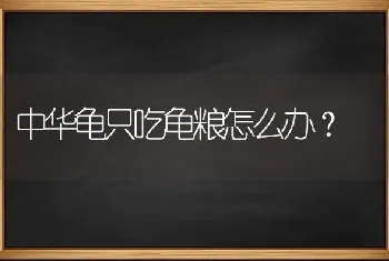 中华龟只吃龟粮怎么办？