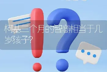 柯基三个月的智商相当于几岁孩子？