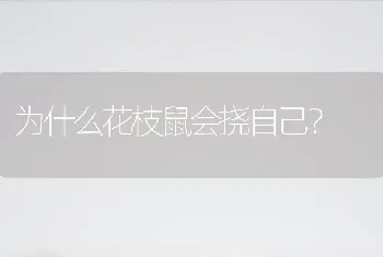 仓鼠过生日吃什么？