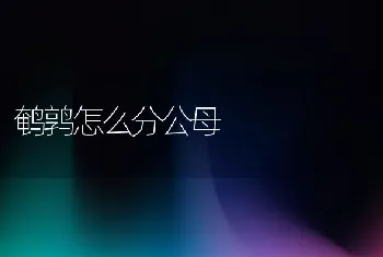 鹌鹑怎么分公母