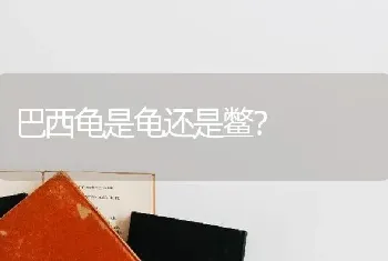 巴西龟是龟还是鳖？