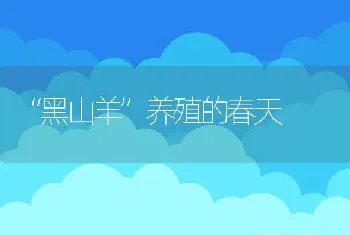 “黑山羊”养殖的春天