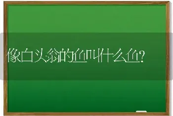 像白头翁的鱼叫什么鱼？