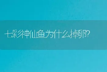 七彩神仙鱼为什么掉卵？