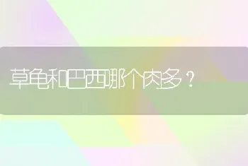 草龟和巴西哪个肉多？