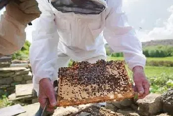 秋季需要防止蜜蜂农药中毒