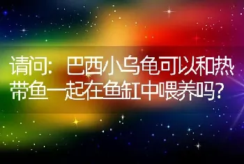 请问:巴西小乌龟可以和热带鱼一起在鱼缸中喂养吗？