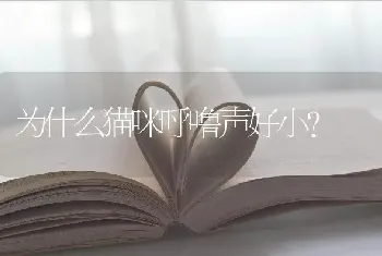 为什么猫咪呼噜声好小？