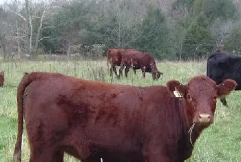 养殖肉牛需要掌握的增肥技术详解