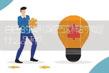 白色的脚和尾巴这样的狗是什么品种？