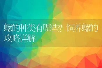 螺的种类有哪些？饲养螺的攻略详解