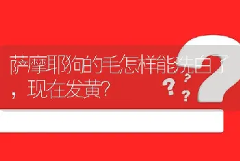 萨摩耶狗的毛怎样能洗白了，现在发黄？