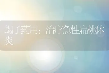 蝎子药用：治疗急性扁桃体炎