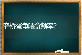 窄桥蛋龟喂食频率？