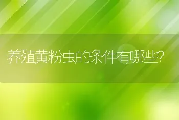 养殖黄粉虫的条件有哪些？