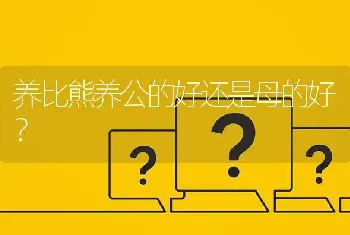 养比熊养公的好还是母的好？