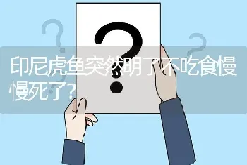 印尼虎鱼突然明了不吃食慢慢死了？