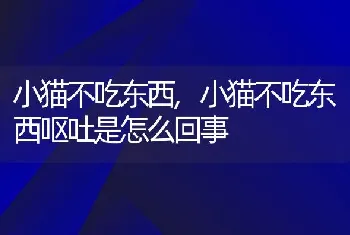 小猫不吃东西，小猫不吃东西呕吐是怎么回事