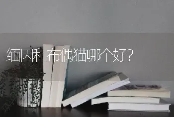 虎斑性格？