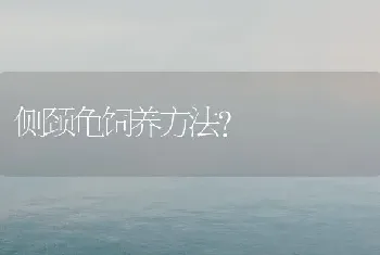 侧颈龟饲养方法？