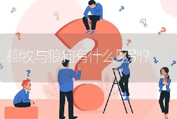 德牧与狼狗有什么区别？