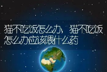 猫不吃饭怎么办，猫不吃饭怎么办应该喂什么药