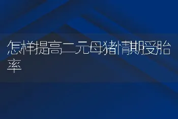 怎样提高二元母猪情期受胎率