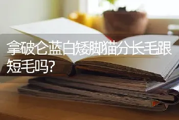 拿破仑蓝白矮脚猫分长毛跟短毛吗？