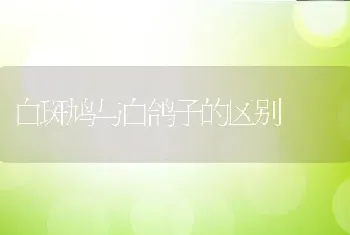 白斑鸠与白鸽子的区别