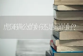 虎斑猫公的好还是母的好？