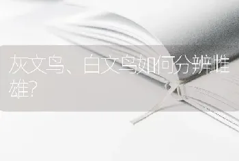 灰文鸟、白文鸟如何分辨雌雄？