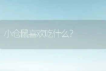 小仓鼠喜欢吃什么？