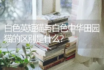 白色英短猫与白色中华田园猫的区别是什么？