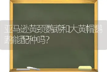 亚马逊黄颈鹦鹉和大黄帽鹦鹉能配种吗？