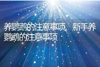 养鹦鹉的注意事项，新手养鹦鹉的注意事项